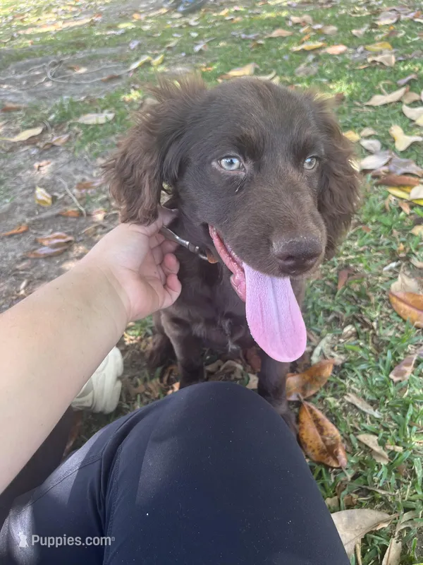 Honey, a female Boykin Spaniel for sale in McRae, GA – 1 of 3