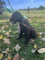 Honey, a female Boykin Spaniel for sale in McRae, GA – 3 of 3