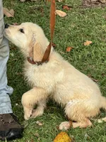Duke, a male Golden Retriever for sale in McRae, GA – 2 of 3