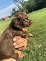 Star, a female English Cocker Spaniel for sale in McRae, GA – 3 of 3