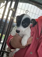 Daisy, a female Jack Russell Terrier for sale in McRae, GA – 3 of 4