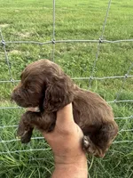 Junior , a male English Cocker Spaniel for sale in McRae, GA – 2 of 2
