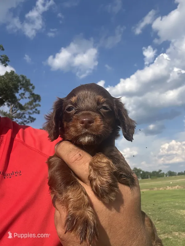Star – English Cocker Spaniel puppy for sale in McRae, GA