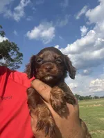Star, a female English Cocker Spaniel for sale in McRae, GA – 1 of 3