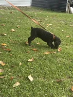 Rosco, a male Boykin Spaniel for sale in McRae, GA – 2 of 2