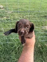 Cookie, a female English Cocker Spaniel for sale in McRae, GA – 3 of 3