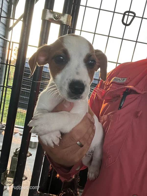 Dixie – Jack Russell Terrier puppy for sale in McRae, GA