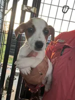 Dixie, a female Jack Russell Terrier for sale in McRae, GA – 1 of 2