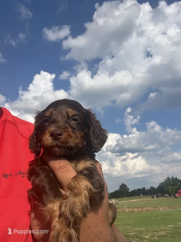 Cooper – English Cocker Spaniel puppy for sale in McRae, GA