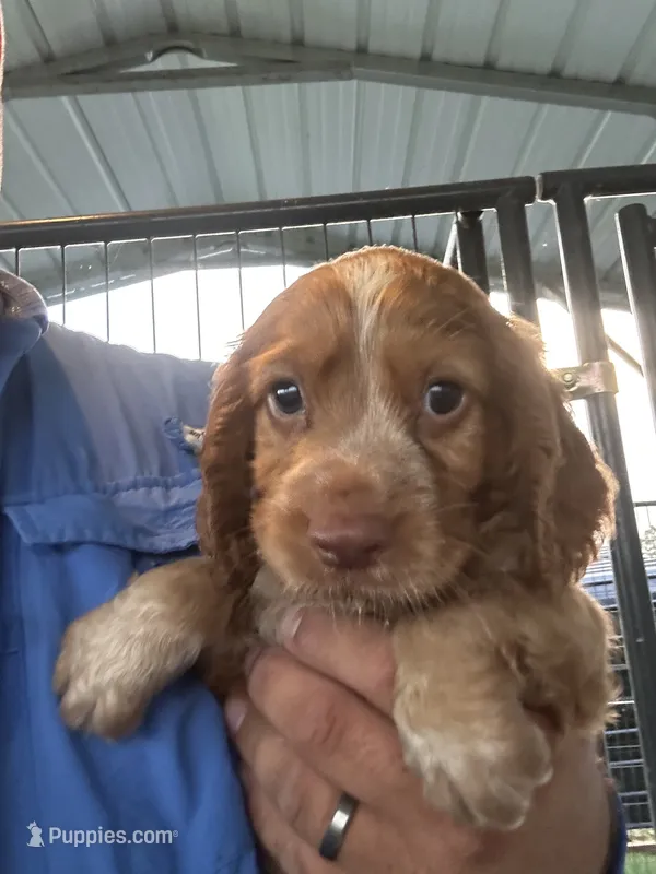 Rocket – English Cocker Spaniel puppy for sale in McRae, GA