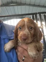 Rocket, a male English Cocker Spaniel for sale in McRae, GA – 1 of 3