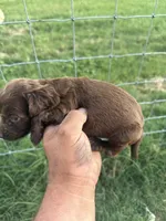 Cookie, a female English Cocker Spaniel for sale in McRae, GA – 2 of 3