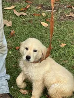 Duke, a male Golden Retriever for sale in McRae, GA – 3 of 3