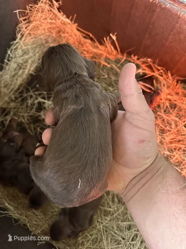 Cookie – English Cocker Spaniel puppy for sale in McRae, GA