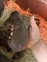 Cookie, a female English Cocker Spaniel for sale in McRae, GA – 1 of 2