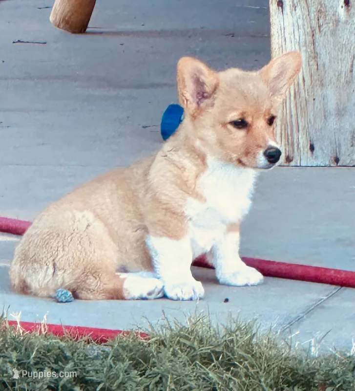 Rebecca – Pembroke Welsh Corgi puppy for sale in Branson, CO