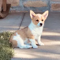Sarah, a female Pembroke Welsh Corgi for sale in Branson, CO – 1 of 1