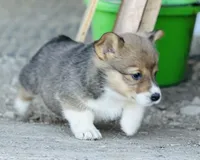 Cody, a male Pembroke Welsh Corgi for sale in Branson, CO – Photo 2 of 5