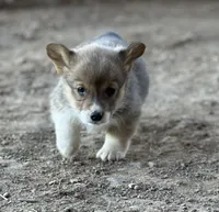 Cody, a male Pembroke Welsh Corgi for sale in Branson, CO – Photo 5 of 5