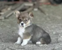 Cody, a male Pembroke Welsh Corgi for sale in Branson, CO – Photo 4 of 5