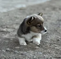 Cody, a male Pembroke Welsh Corgi for sale in Branson, CO – Photo 3 of 5