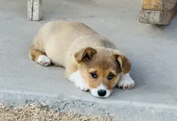 Cody, a male Pembroke Welsh Corgi for sale in Branson, CO – Photo 1 of 5