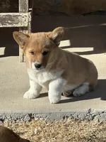 JR, a male Pembroke Welsh Corgi for sale in Branson, CO – Photo 1 of 5