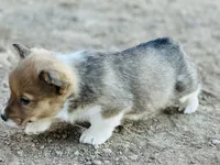 JR, a male Pembroke Welsh Corgi for sale in Branson, CO – Photo 4 of 5