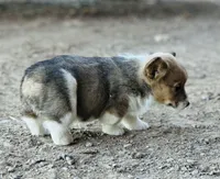 JR, a male Pembroke Welsh Corgi for sale in Branson, CO – Photo 3 of 5