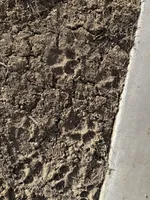 JR, a male Pembroke Welsh Corgi for sale in Branson, CO – Photo 5 of 5