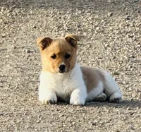 Jack, a male Pembroke Welsh Corgi for sale in Branson, CO – Photo 1 of 4