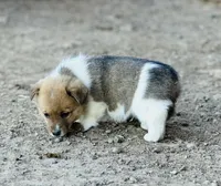 Jack, a male Pembroke Welsh Corgi for sale in Branson, CO – Photo 3 of 4