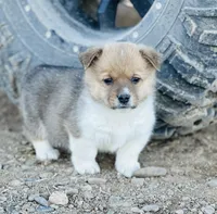 Jack, a male Pembroke Welsh Corgi for sale in Branson, CO – Photo 2 of 4