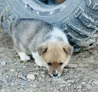 Jack, a male Pembroke Welsh Corgi for sale in Branson, CO – Photo 4 of 4