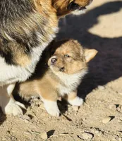 Lizzie , a female Pembroke Welsh Corgi for sale in Branson, CO – Photo 3 of 6