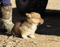Lizzie , a female Pembroke Welsh Corgi for sale in Branson, CO – Photo 2 of 6