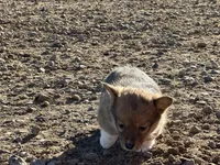 Lizzie , a female Pembroke Welsh Corgi for sale in Branson, CO – Photo 6 of 6