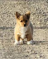 Lizzie , a female Pembroke Welsh Corgi for sale in Branson, CO – Photo 1 of 6
