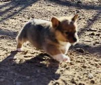 Lizzie , a female Pembroke Welsh Corgi for sale in Branson, CO – Photo 4 of 6