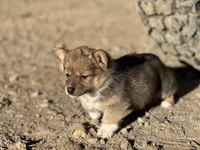 Lizzie , a female Pembroke Welsh Corgi for sale in Branson, CO – Photo 5 of 6