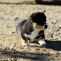 Bear, a male Pembroke Welsh Corgi for sale in Branson, CO – Photo 3 of 5