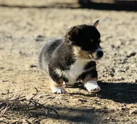 Bear, a male Pembroke Welsh Corgi for sale in Branson, CO – Photo 3 of 5