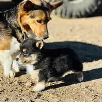 Bear, a male Pembroke Welsh Corgi for sale in Branson, CO – Photo 5 of 5