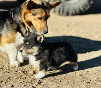 Bear, a male Pembroke Welsh Corgi for sale in Branson, CO – Photo 5 of 5