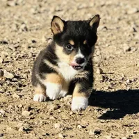 Bear, a male Pembroke Welsh Corgi for sale in Branson, CO – Photo 2 of 5
