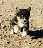 Bear, a male Pembroke Welsh Corgi for sale in Branson, CO – Photo 2 of 5
