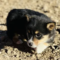 Bear, a male Pembroke Welsh Corgi for sale in Branson, CO – Photo 4 of 5