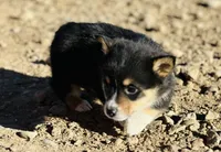 Bear, a male Pembroke Welsh Corgi for sale in Branson, CO – Photo 4 of 5