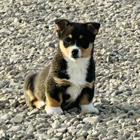 Bear, a male Pembroke Welsh Corgi for sale in Branson, CO – Photo 1 of 5