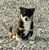 Bear, a male Pembroke Welsh Corgi for sale in Branson, CO – Photo 1 of 5